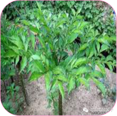 遏蓝菜_圆叶遏蓝菜百度百科_天蓝遏蓝菜