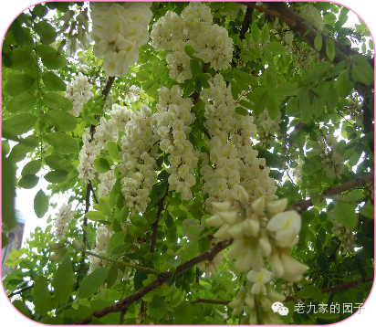 圆叶遏蓝菜百度百科_天蓝遏蓝菜_遏蓝菜