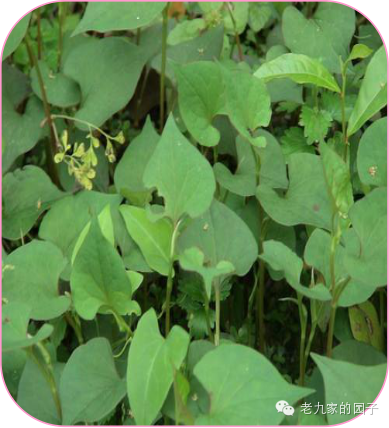 天蓝遏蓝菜_圆叶遏蓝菜百度百科_遏蓝菜