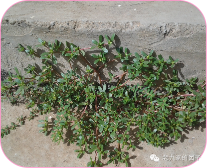 遏蓝菜_天蓝遏蓝菜_圆叶遏蓝菜百度百科