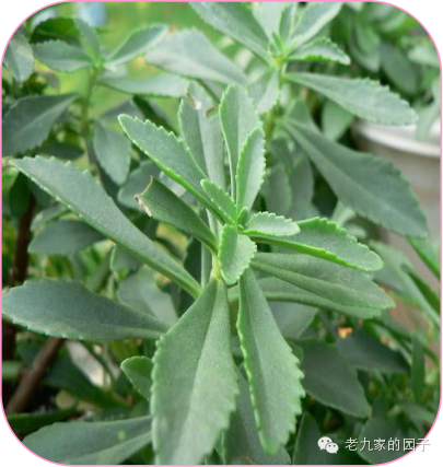 天蓝遏蓝菜_遏蓝菜_圆叶遏蓝菜百度百科