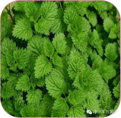 天蓝遏蓝菜_遏蓝菜_圆叶遏蓝菜百度百科