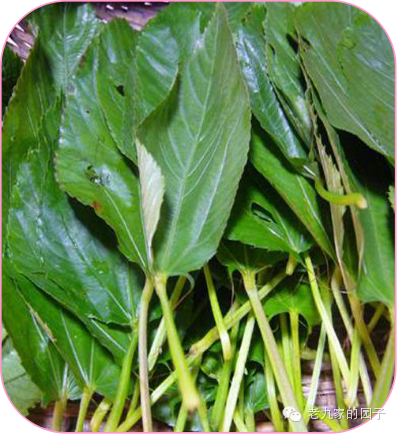 天蓝遏蓝菜_遏蓝菜_圆叶遏蓝菜百度百科