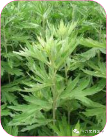 天蓝遏蓝菜_遏蓝菜_圆叶遏蓝菜百度百科