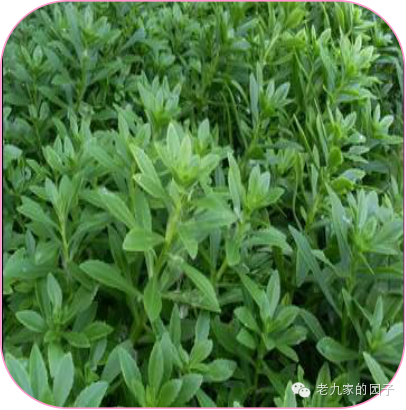 圆叶遏蓝菜百度百科_天蓝遏蓝菜_遏蓝菜