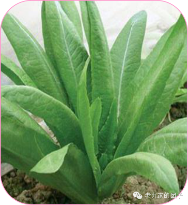 天蓝遏蓝菜_圆叶遏蓝菜百度百科_遏蓝菜