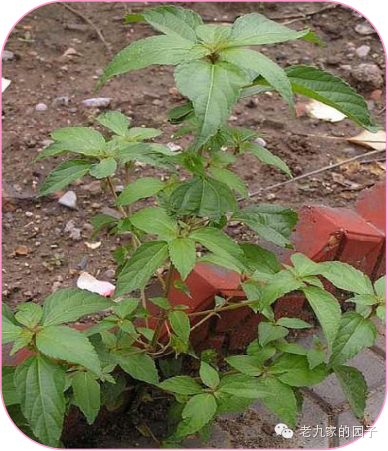 遏蓝菜_圆叶遏蓝菜百度百科_天蓝遏蓝菜