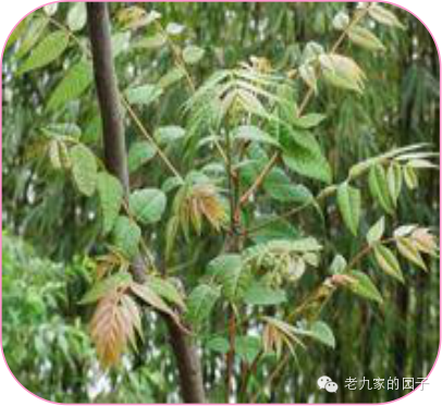 天蓝遏蓝菜_遏蓝菜_圆叶遏蓝菜百度百科