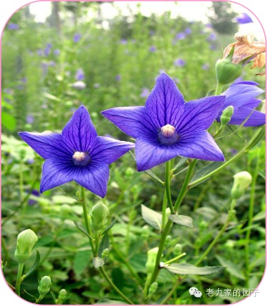 圆叶遏蓝菜百度百科_遏蓝菜_天蓝遏蓝菜