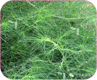 遏蓝菜_圆叶遏蓝菜百度百科_天蓝遏蓝菜