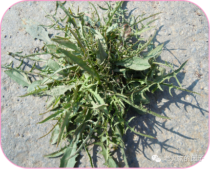 圆叶遏蓝菜百度百科_遏蓝菜_天蓝遏蓝菜