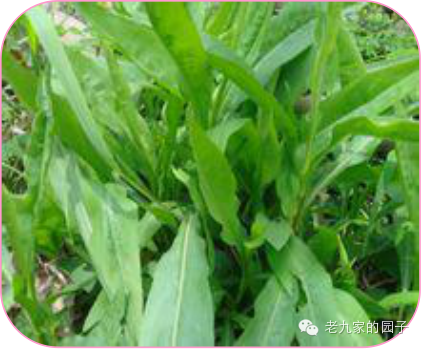 圆叶遏蓝菜百度百科_遏蓝菜_天蓝遏蓝菜