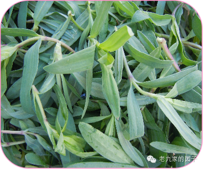 遏蓝菜_圆叶遏蓝菜百度百科_天蓝遏蓝菜