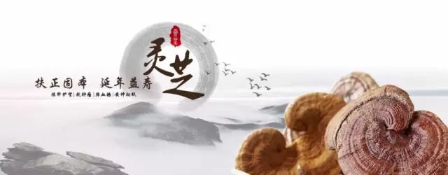 人间“仙草”——灵芝！一点也不夸张哦！养阴柔肝、滋阴润肺、强