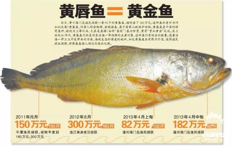 黄唇鱼屡屡卖出天价●2009年4月,福建福鼎市两个渔民出海时,捡获一条