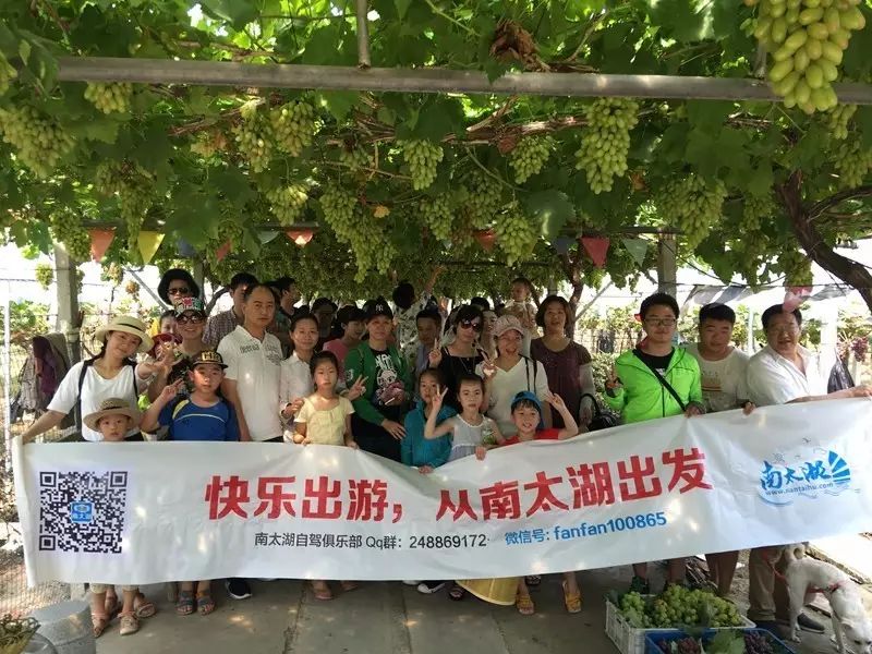 听着陈奕迅的《葡萄成熟时》采摘着葡萄,生活就是如此简...