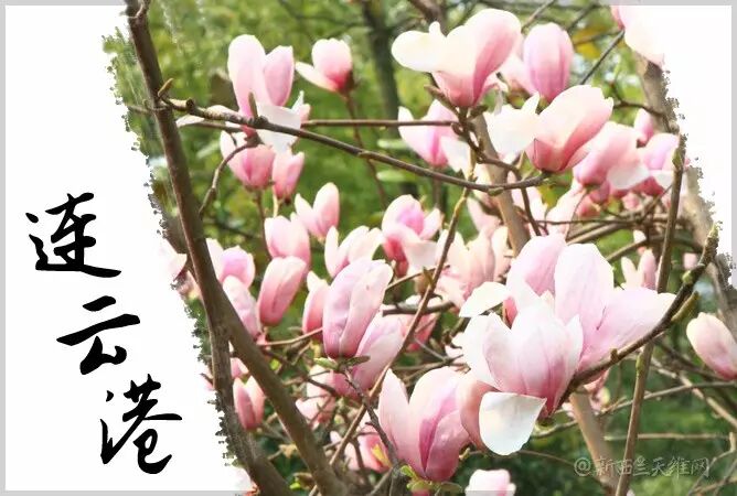 新西兰与中国的姐妹城市