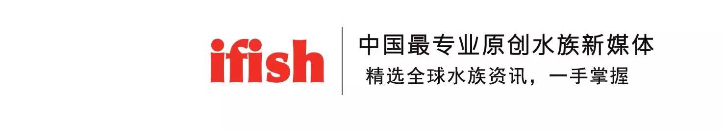 变色龙短鲷_风火轮变色车如何变色_色龙为什么会变色
