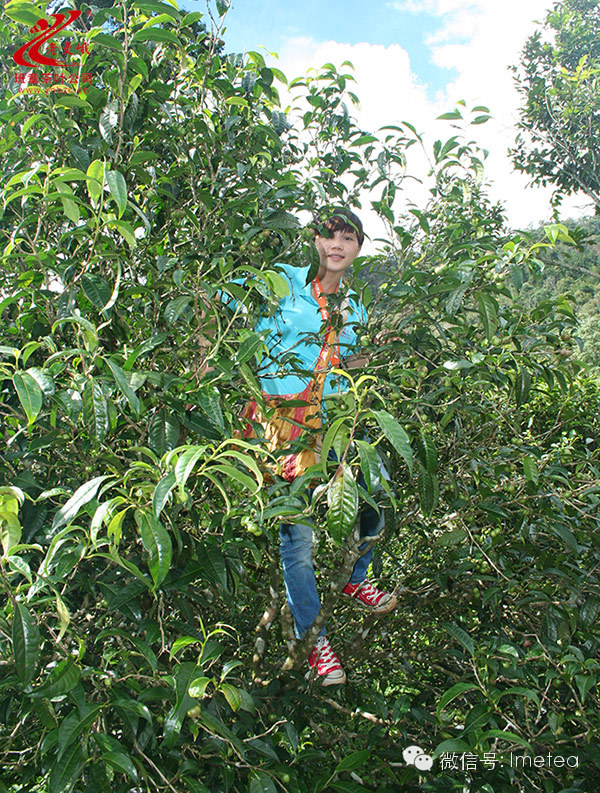 走近云南古茶山——老曼峨