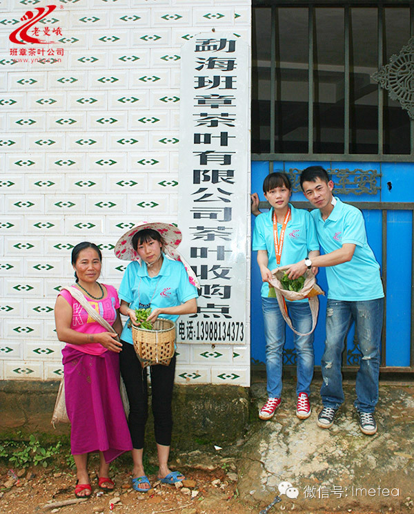 走近云南古茶山——老曼峨