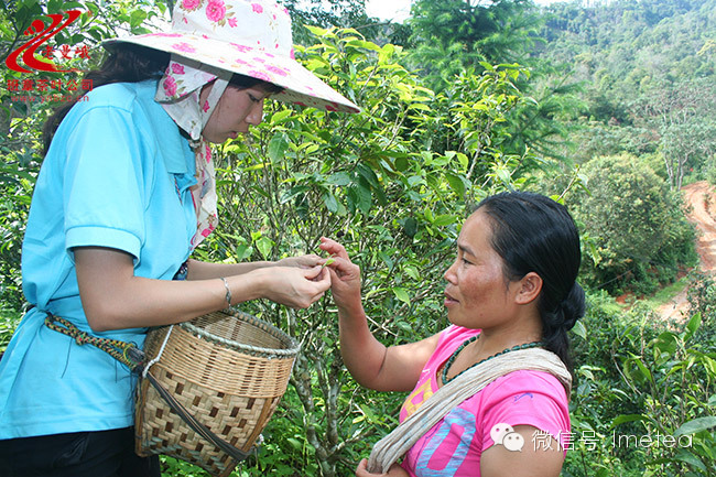 走近云南古茶山——老曼峨
