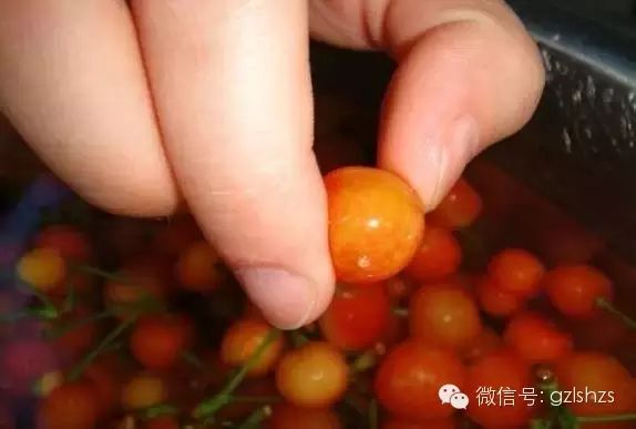 【转载】你敢吃樱桃吗?看谁还在秀摘樱桃吃的照片 - 爱梦晓 - xbdxyx的博客 你敢吃樱桃吗?看谁还在秀摘樱桃吃的照片 - suay123“阿庆嫂” - 阿庆嫂欢迎来自远方的好友!