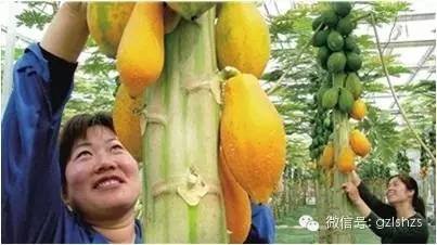 【转载】连中西医都束手无策的痛风,救星居然是这个!! 健康成功行 - ynmzfhl - ynmzfhl的博客 连中西医都束手无策的痛风,救星居然是这个!! 健康成功行 - suay123“阿庆嫂” - 阿庆嫂欢迎来自远方的好友!