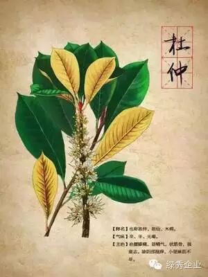 真药材真养生：腰痛必用杜仲