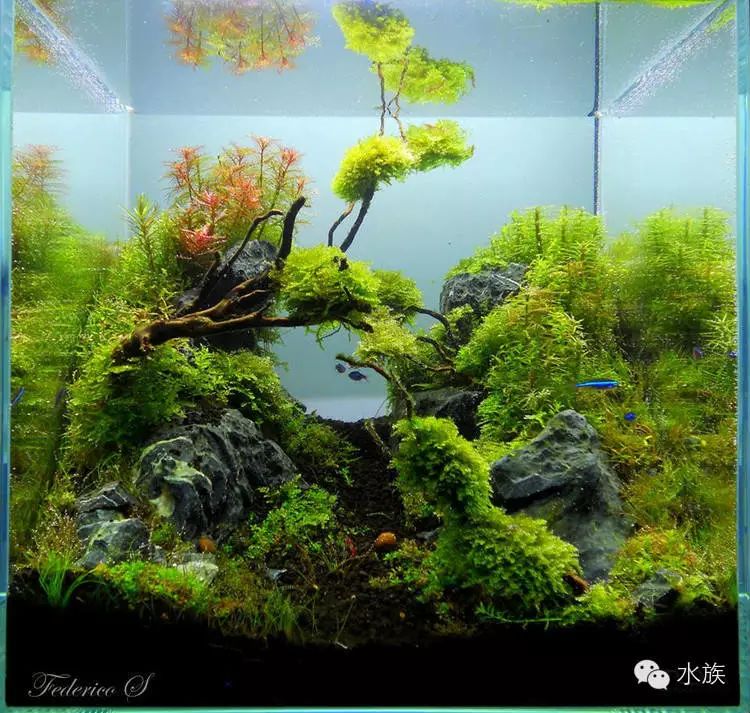 水族经典小草缸大集合