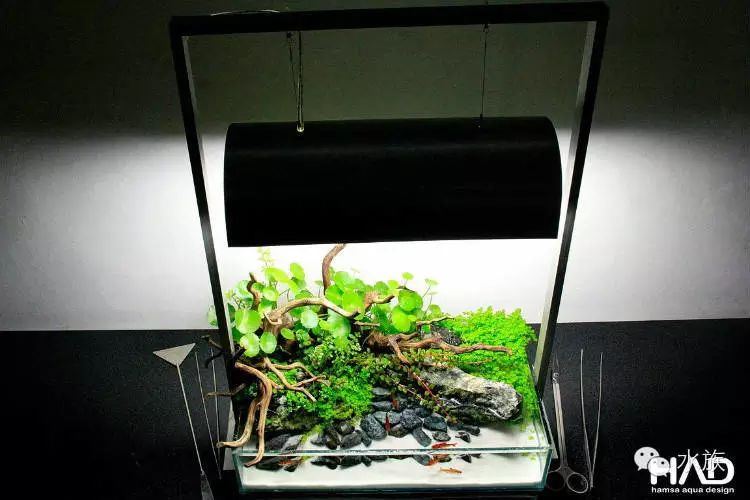 其实水族造景有很多的思路,有时候一张照片,一个角度,他人的作品,等等