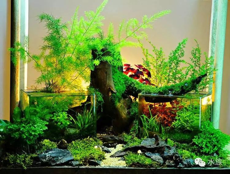 其实水族造景有很多的思路,有时候一张照片,一个角度,他人的作品,等等