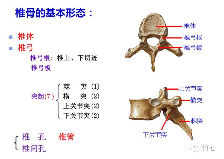 后面观  椎骨棘突连贯成纵嵴,位于背部正中线.