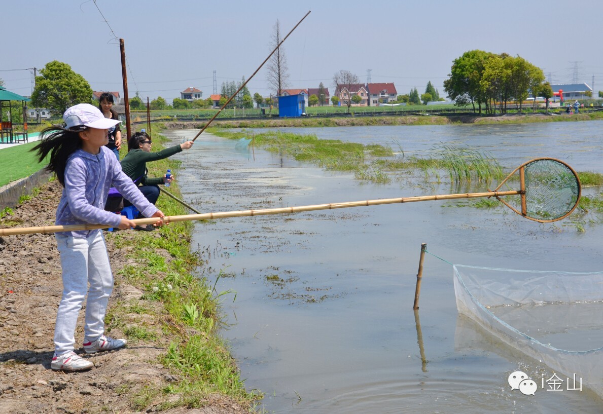 【约吗】枫泾上海最大清水小龙虾垂钓基地开钓,能同时容纳500人