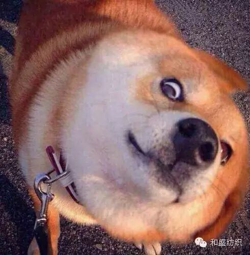 你们这是有多爱王思聪