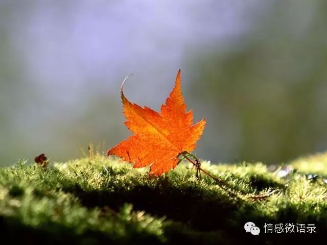 树叶,不是一天黄的;人心,不是一天凉的
