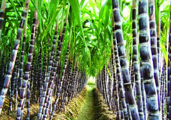 清明蔗毒过蛇，快到清明，广西各地街边的甘蔗汁要慎喝了878 / 作者:花开似花落、 / 帖子ID:113404