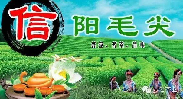 信阳毛尖名气_信阳毛尖多少钱一斤_信阳毛尖茶馆