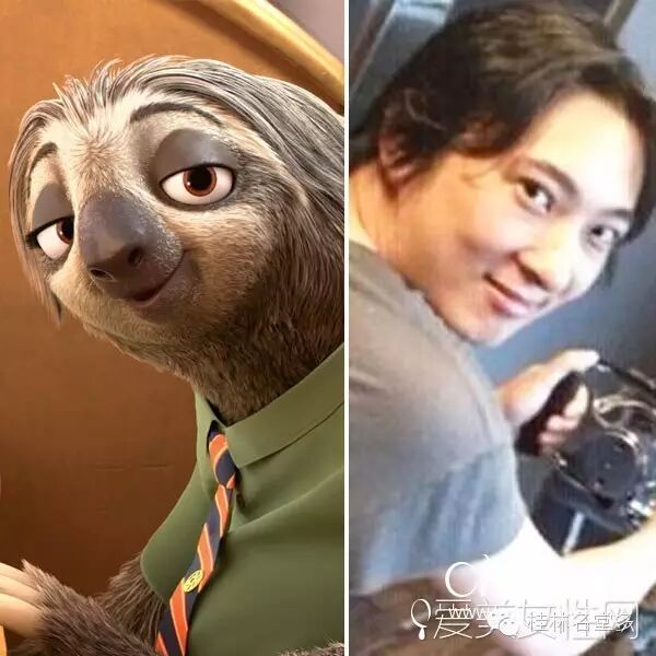 国民老公王思聪撞脸树懒这种生物,真是让人笑癫……