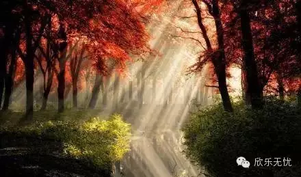 国内唯一的茶氨酸类减压食品——欣乐无忧™营养强化果茶