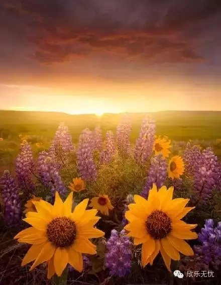 国内唯一的茶氨酸类减压食品——欣乐无忧™营养强化果茶