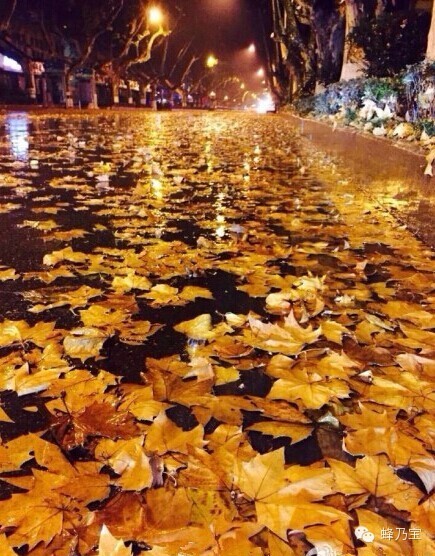 遇到下雨天,汽车会打滑,下水道也会被堵塞,所以不宜在马路上保留落叶