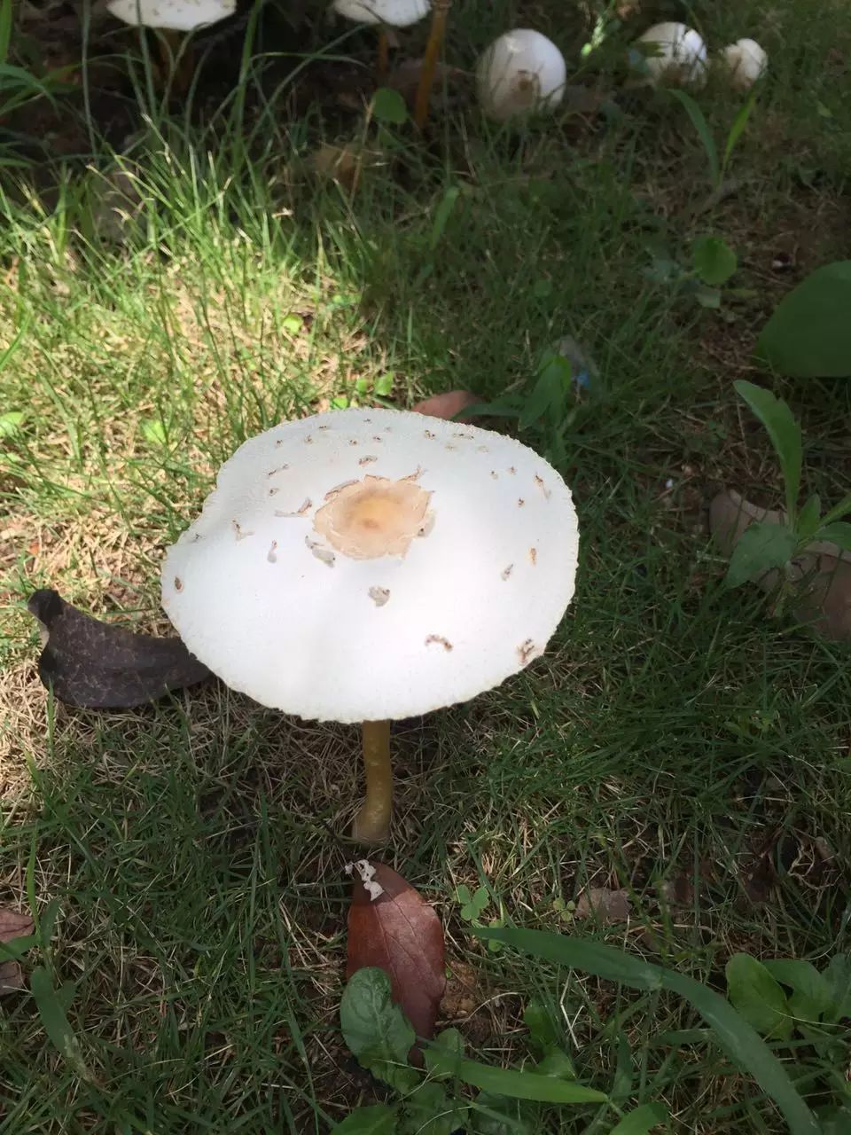 草地上生长的白色蘑菇可能含有剧毒