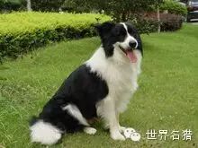 72种名犬小型犬_小型犬品种名字大全_小型犬类品种