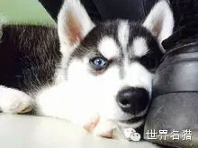 72种名犬小型犬 犬的智商