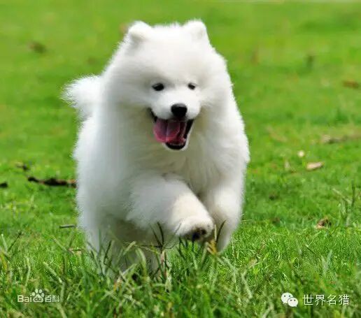 小型犬类品种_72种名犬小型犬_小型犬品种名字大全