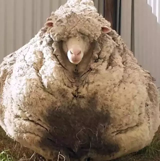 澳大利亚最近有一只几年没剪毛的绵羊…把袋鼠们都吓呆了……