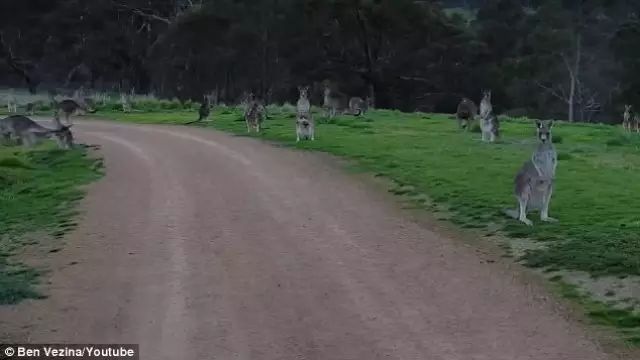澳大利亚一个小哥路过公园，被一群袋鼠沉默盯着吓尿了...