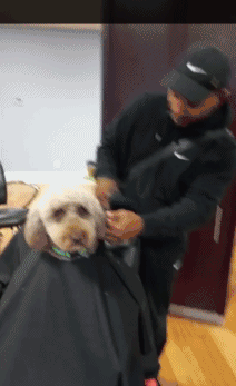 主人带一只淡定的狗狗剪头发,萌死了!