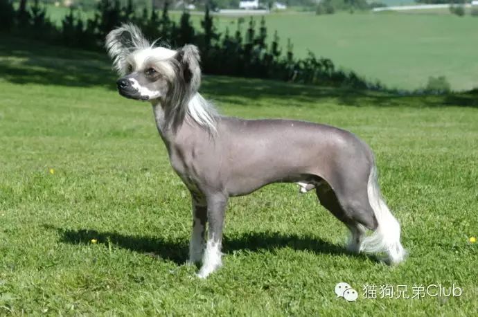 60,意大利灵缇 61,中国冠毛犬