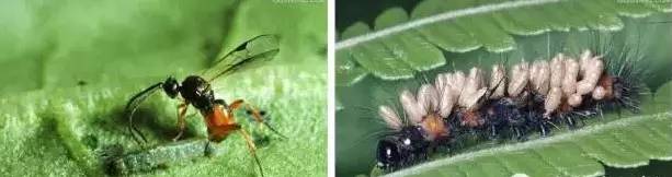为卵至幼虫期寄生蜂;      螟蛉绒茧蜂,寄生于粘虫,劳氏粘虫,禾灰翅